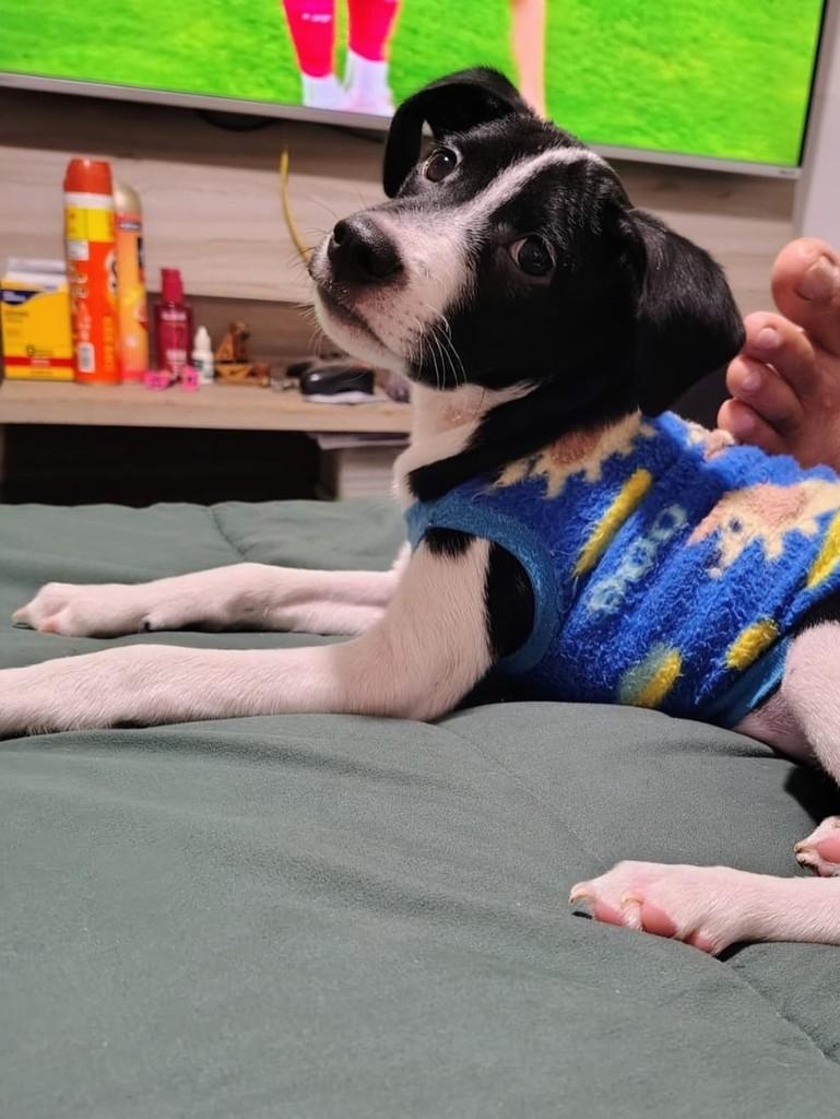Pulguinha, cachorro de porte pequeno para adoção em Vila Velha - ES — foto 2 de 2