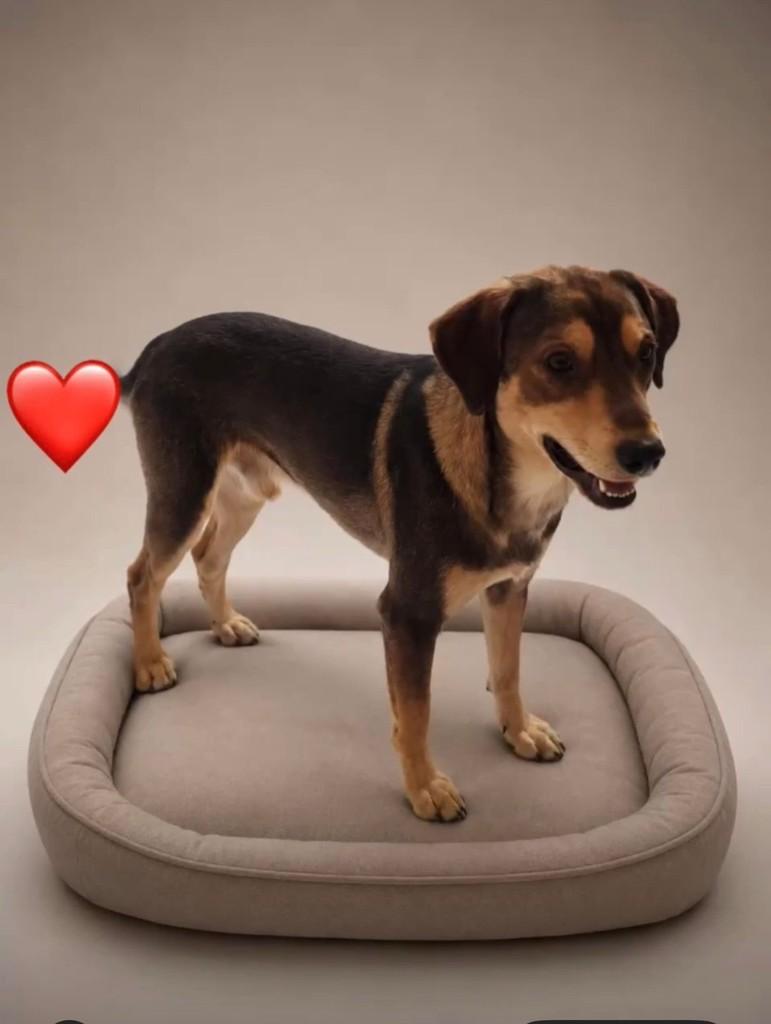 Pega, cachorro de porte médio para adoção em Vila Velha - ES