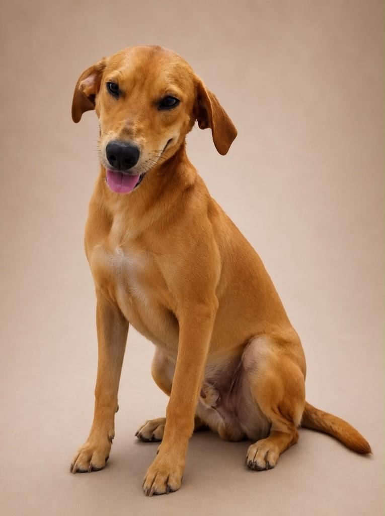 Guilherme, cachorro de porte médio para adoção em Vila Velha - ES