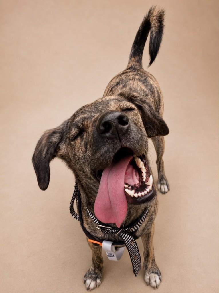 Rafael, cachorro de porte médio para adoção em Vila Velha - ES