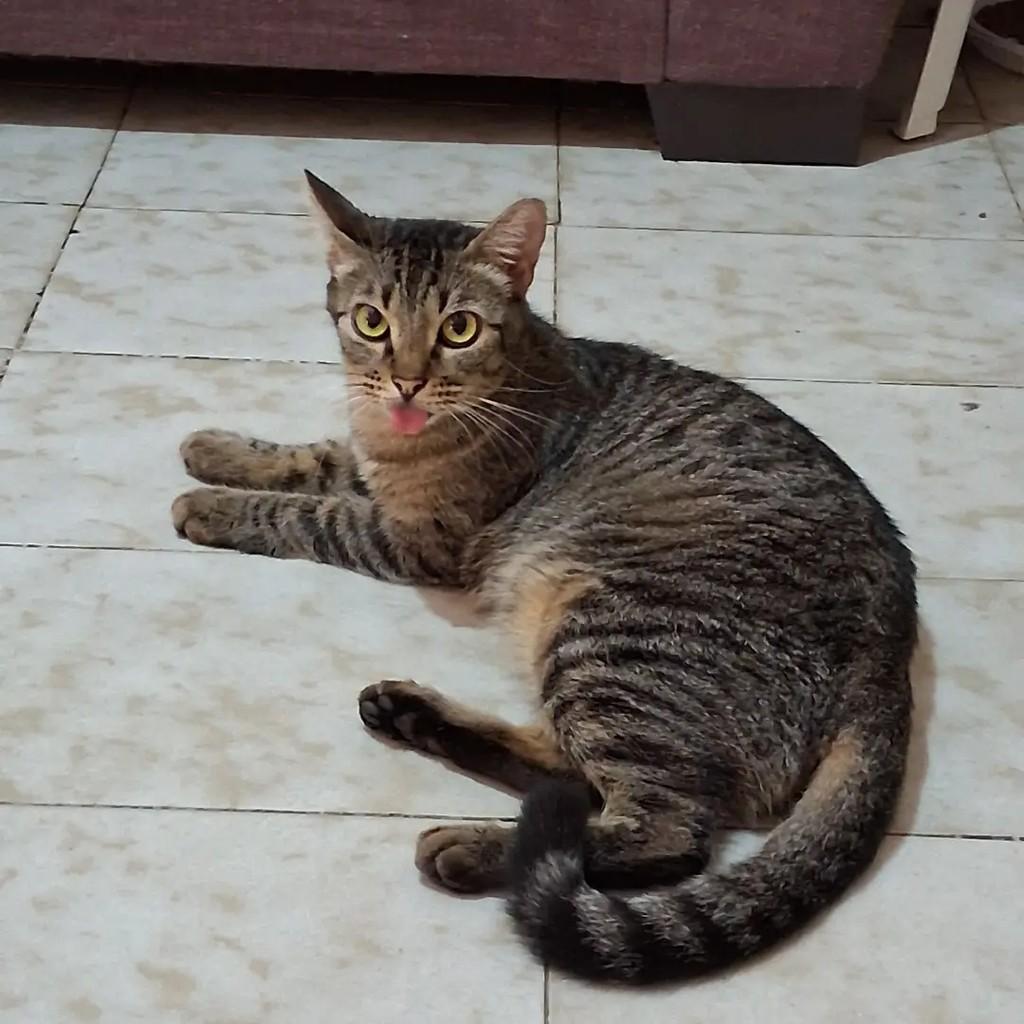 Mimi, gata de porte médio para adoção em Fortaleza - CE