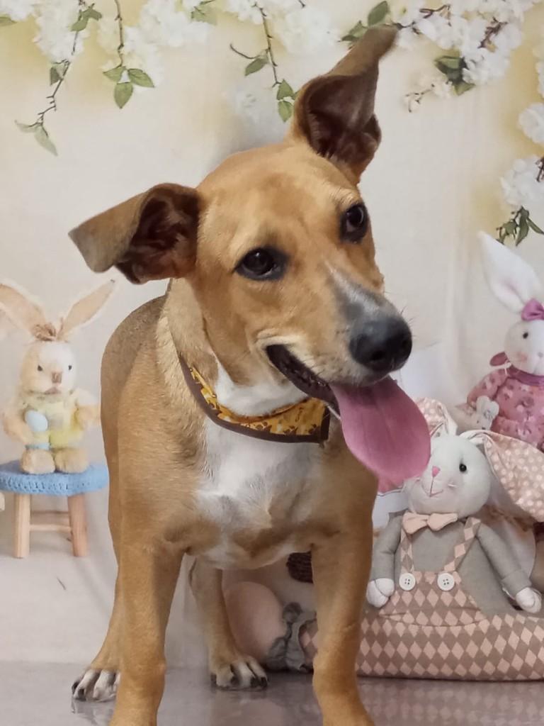 Ruck, cachorro de porte pequeno para adoção em Itajaí - SC