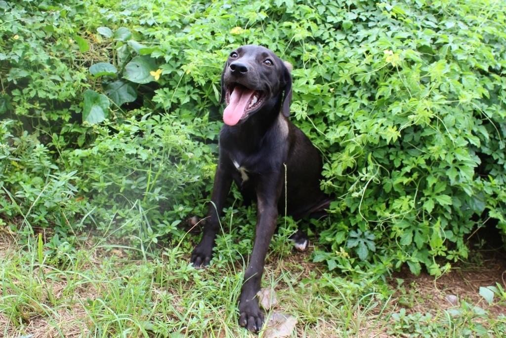 Melissa, cachorro de porte médio para adoção em Itajaí - SC