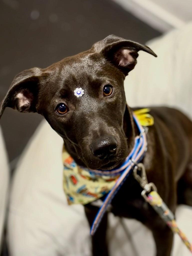 Chocolate, cachorro de porte médio para adoção em Itajaí - SC
