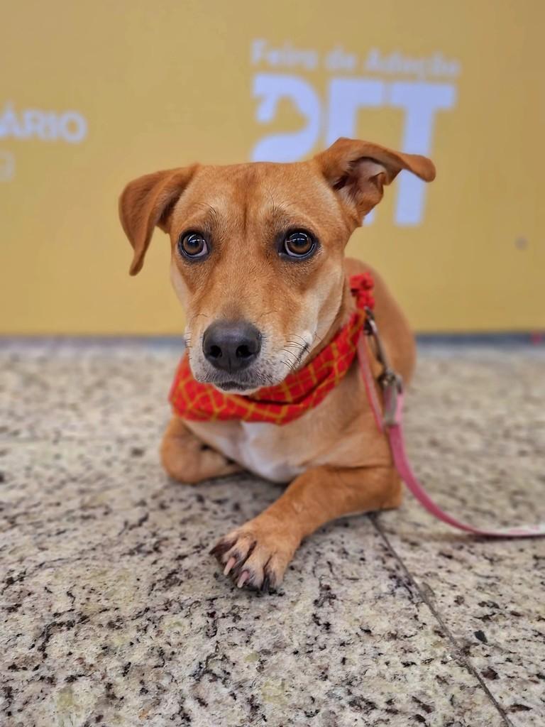 Maria Joana, cachorro de porte pequeno para adoção em Itajaí - SC