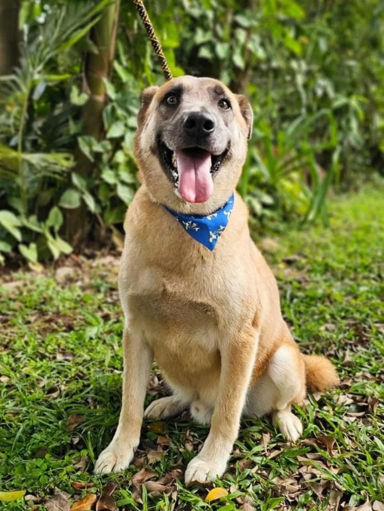 Mano, cachorro de porte grande para adoção em Itajaí - SC