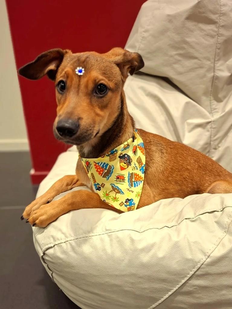 Rapinha, cachorro de porte médio para adoção em Itajaí - SC