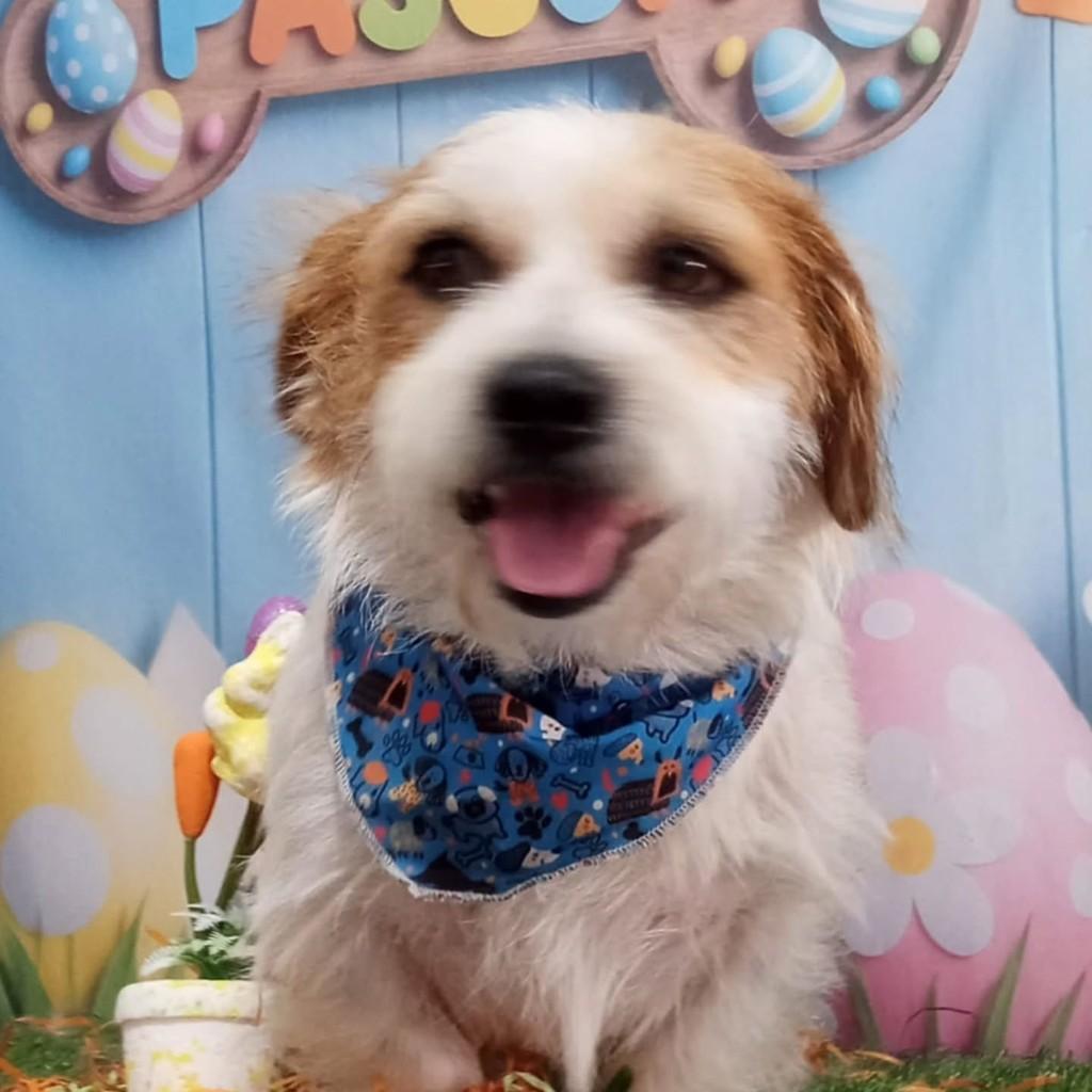 Dudu, cachorro de porte pequeno para adoção em Itajaí - SC