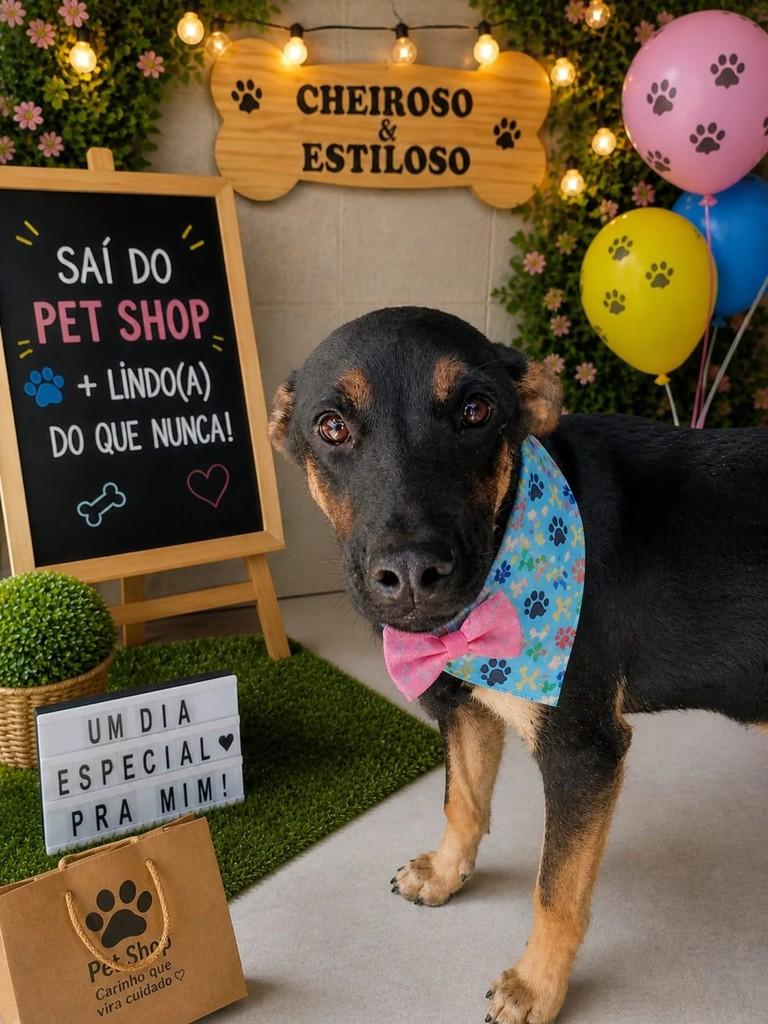 Marshall, cachorro de porte médio para adoção em Itajaí - SC
