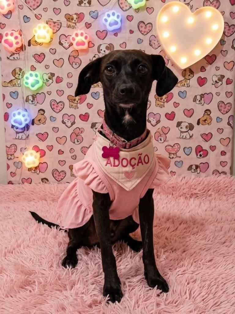 Pretinha, cachorro de porte pequeno para adoção em Itajaí - SC
