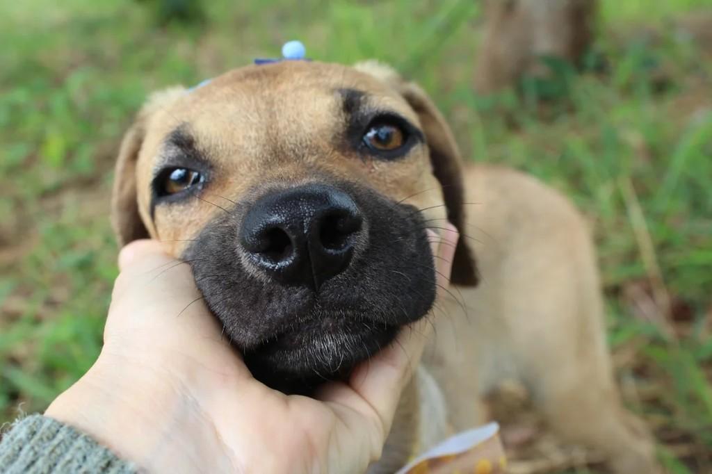 Tobias, cachorro de porte médio para adoção em Itajaí - SC