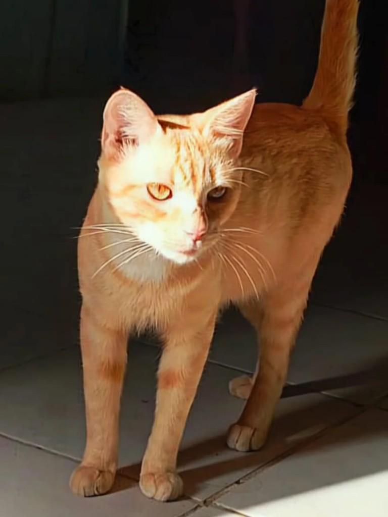 Laranja, gato de porte médio para adoção em Itajaí - SC