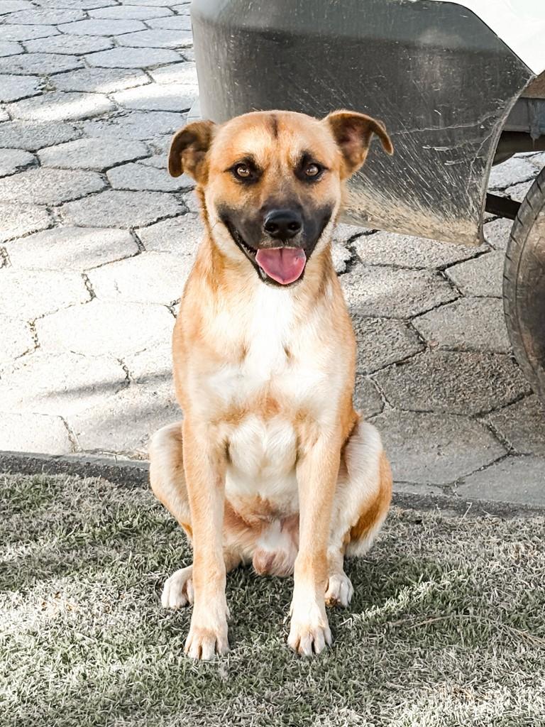 Caramelo, cachorro de porte médio para adoção em Itajaí - SC