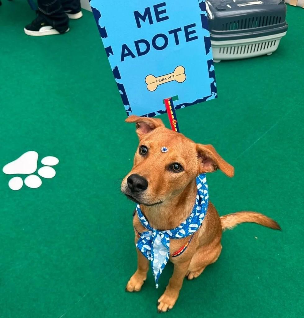 Marley, cachorro de porte médio para adoção em Itajaí - SC