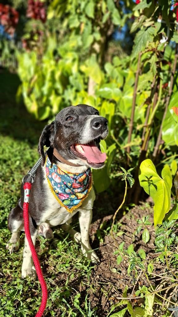 Pirata, cachorro de porte médio para adoção em Itajaí - SC