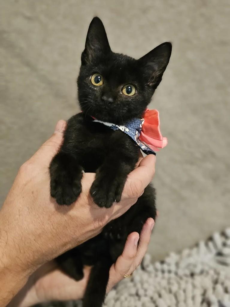 Mimy, gata de porte pequeno para adoção em Itajaí - SC