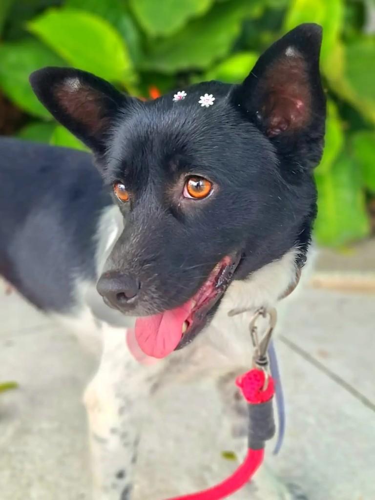Moana, cadela de porte médio para adoção em Itajaí - SC