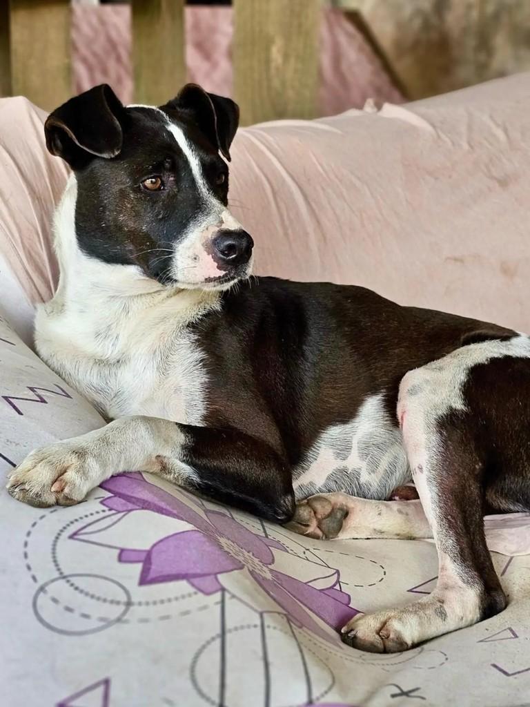 Lucky, cachorro de porte médio para adoção em Itajaí - SC