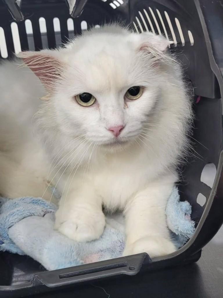 Pérola, gata de porte pequeno para adoção em Itajaí - SC