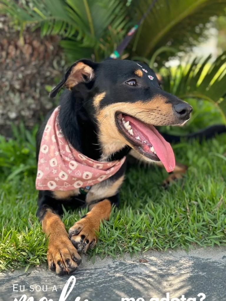 Malu, cadela de porte médio para adoção em Itajaí - SC