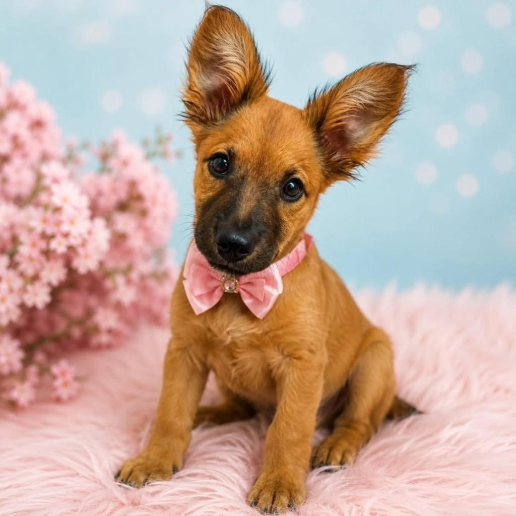 Maria, cachorro de porte médio para adoção em Itajaí - SC