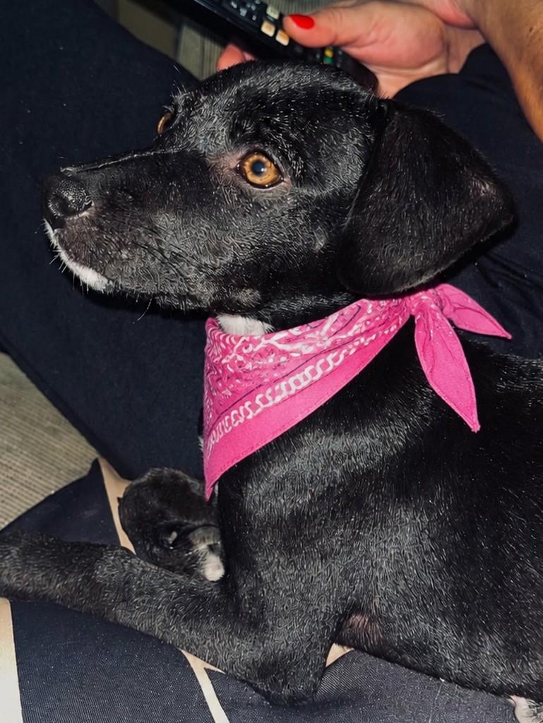 Sarah, cadela de porte médio para adoção em Itajaí - SC