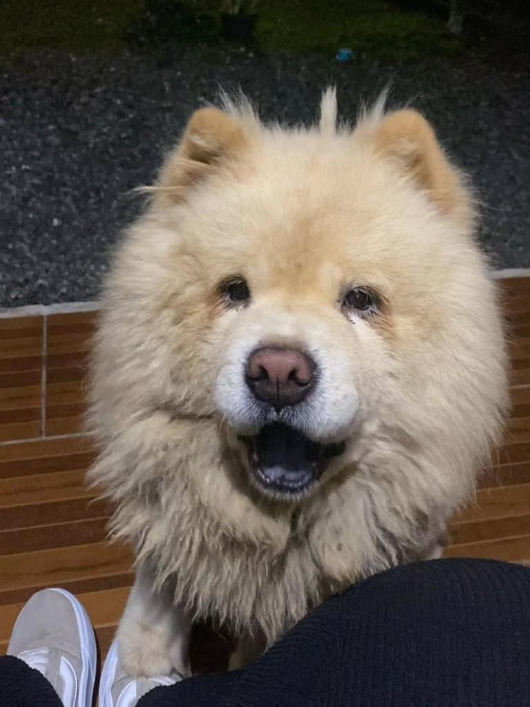 Simba, cachorro de porte médio para adoção em Itajaí - SC