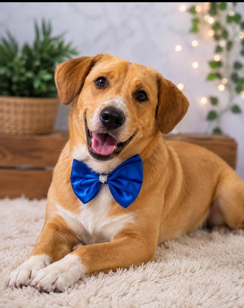 Daza, cachorro de porte médio para adoção em Itajaí - SC