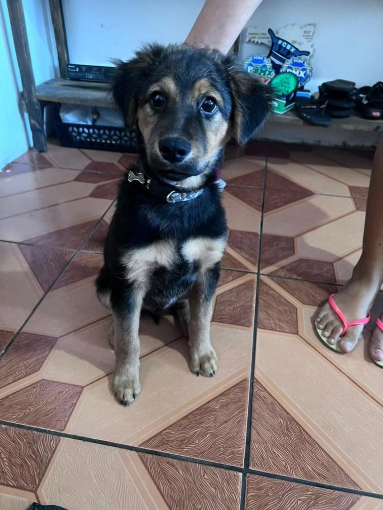 Dobby, cachorro de porte médio para adoção em Itajaí - SC — foto 5 de 5