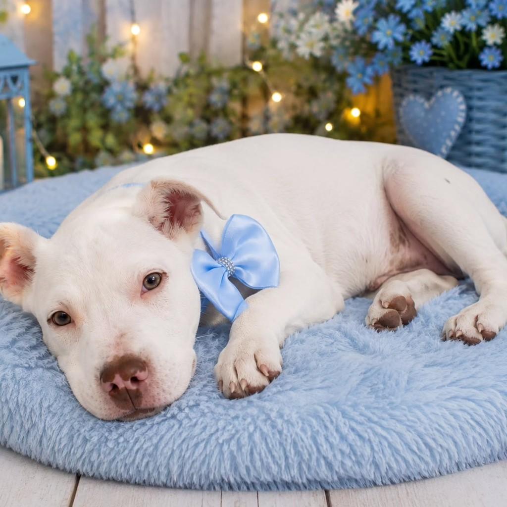 Luke, cachorro de porte médio para adoção em Itajaí - SC — foto 2 de 5