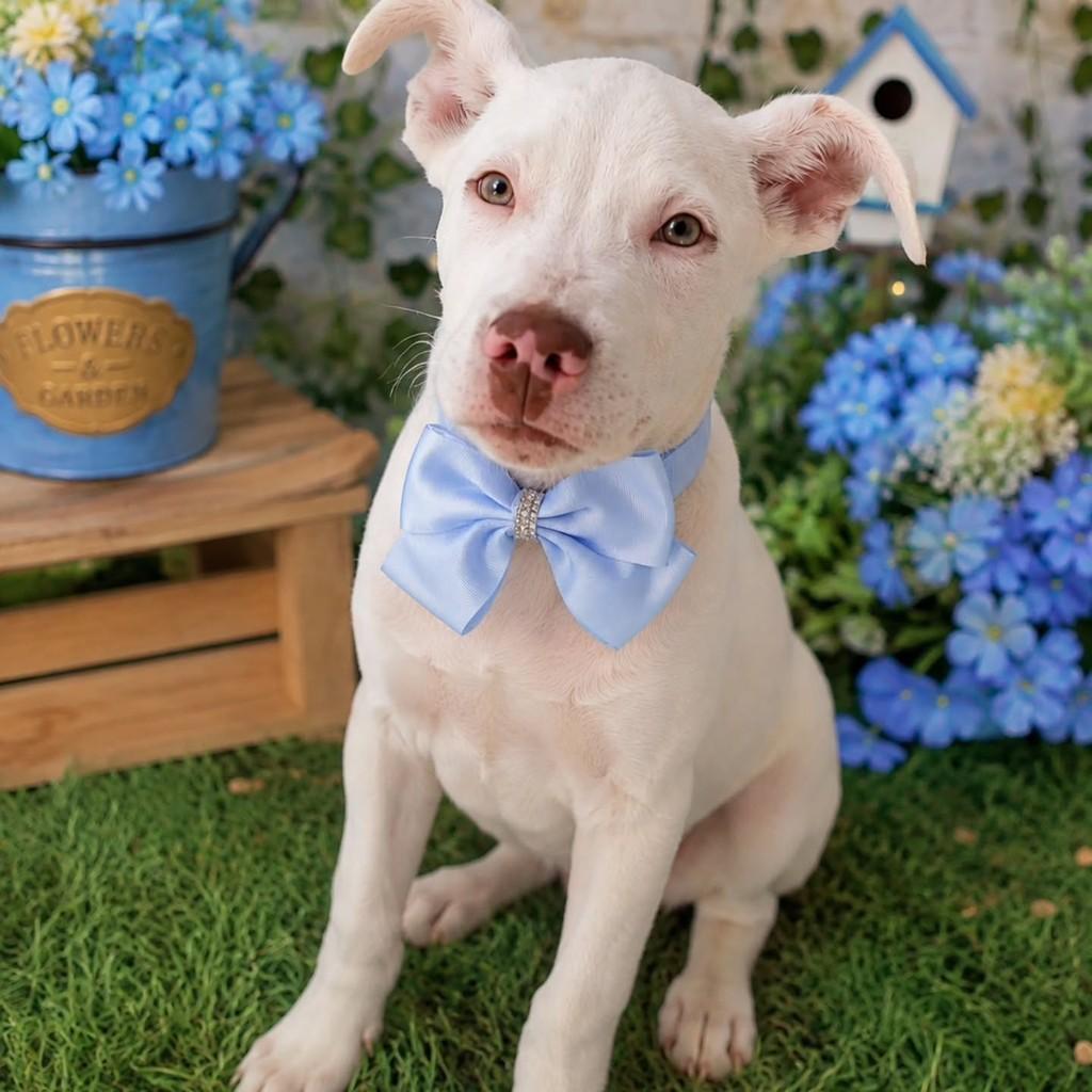 Luke, cachorro de porte médio para adoção em Itajaí - SC — foto 5 de 5