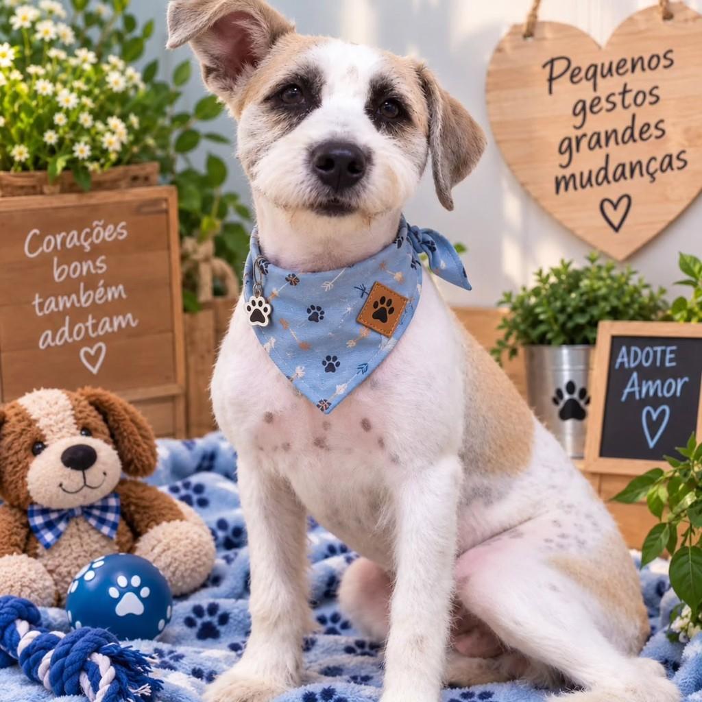 Pepeu, cachorro de porte médio para adoção em Itajaí - SC — foto 4 de 4