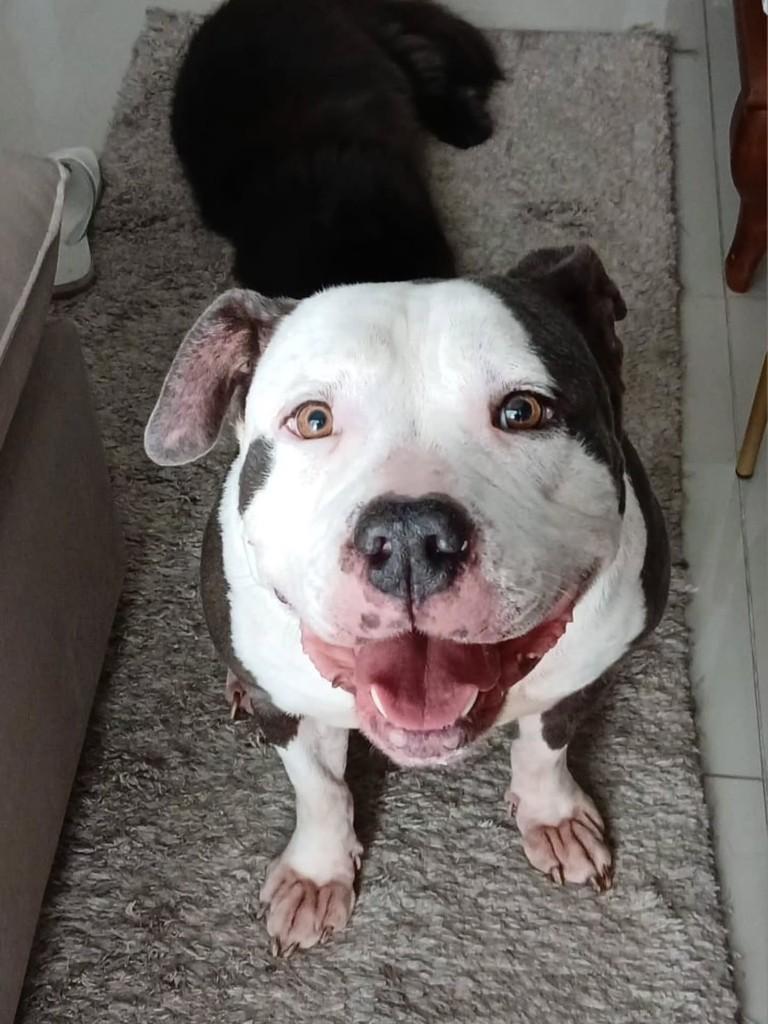 Lita, cadela de porte médio para adoção em Itajaí - SC — foto 3 de 3