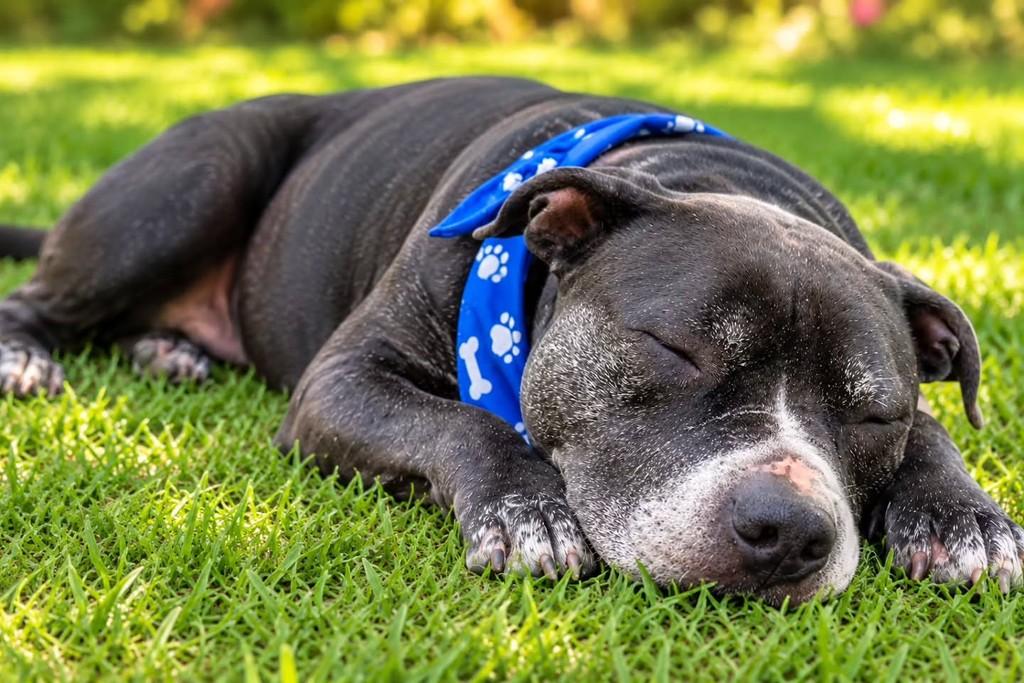 Joca, cachorro de porte médio para adoção em Itajaí - SC — foto 3 de 5