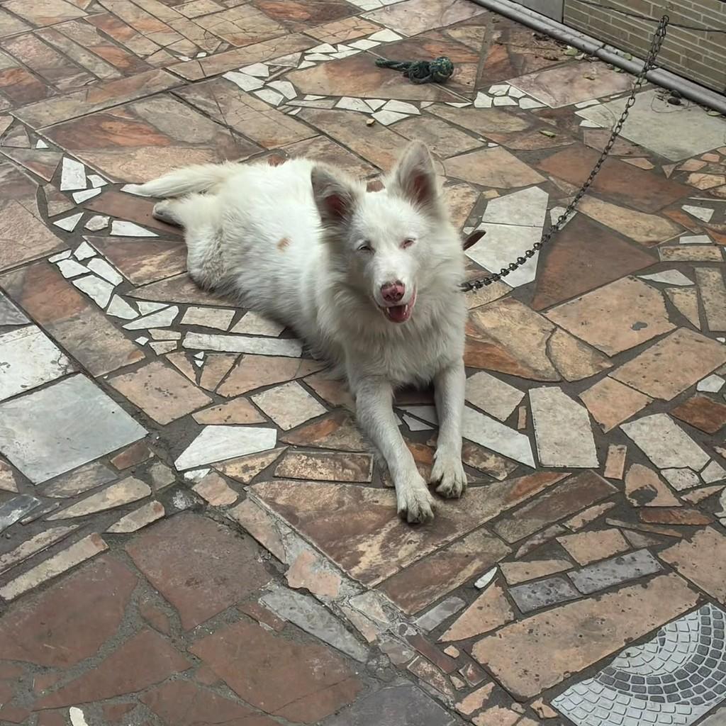 Branquelo, cachorro de porte médio para adoção em Itajaí - SC — foto 5 de 5