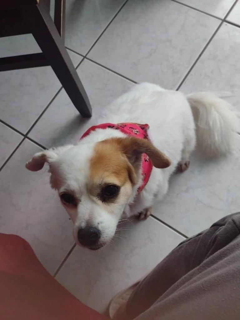 Mine, cadela de porte pequeno para adoção em Itajaí - SC — foto 4 de 5