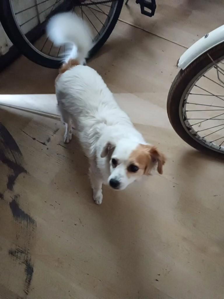Mine, cadela de porte pequeno para adoção em Itajaí - SC — foto 5 de 5