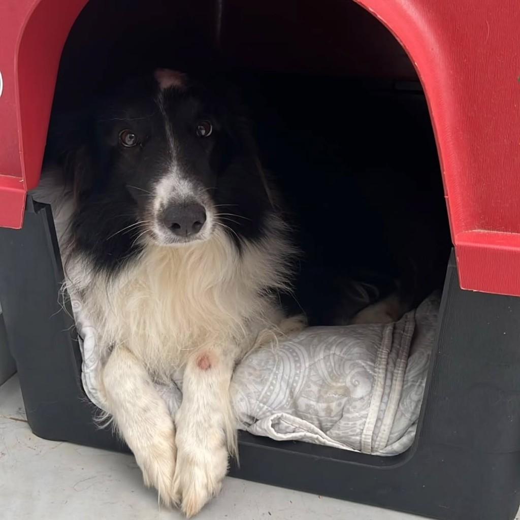 Coala, cachorro de porte médio para adoção em Itajaí - SC — foto 3 de 3