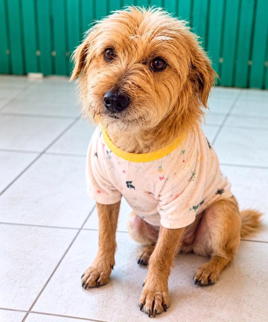 Pantufa, cachorro de porte médio para adoção em Itajaí - SC — foto 3 de 5