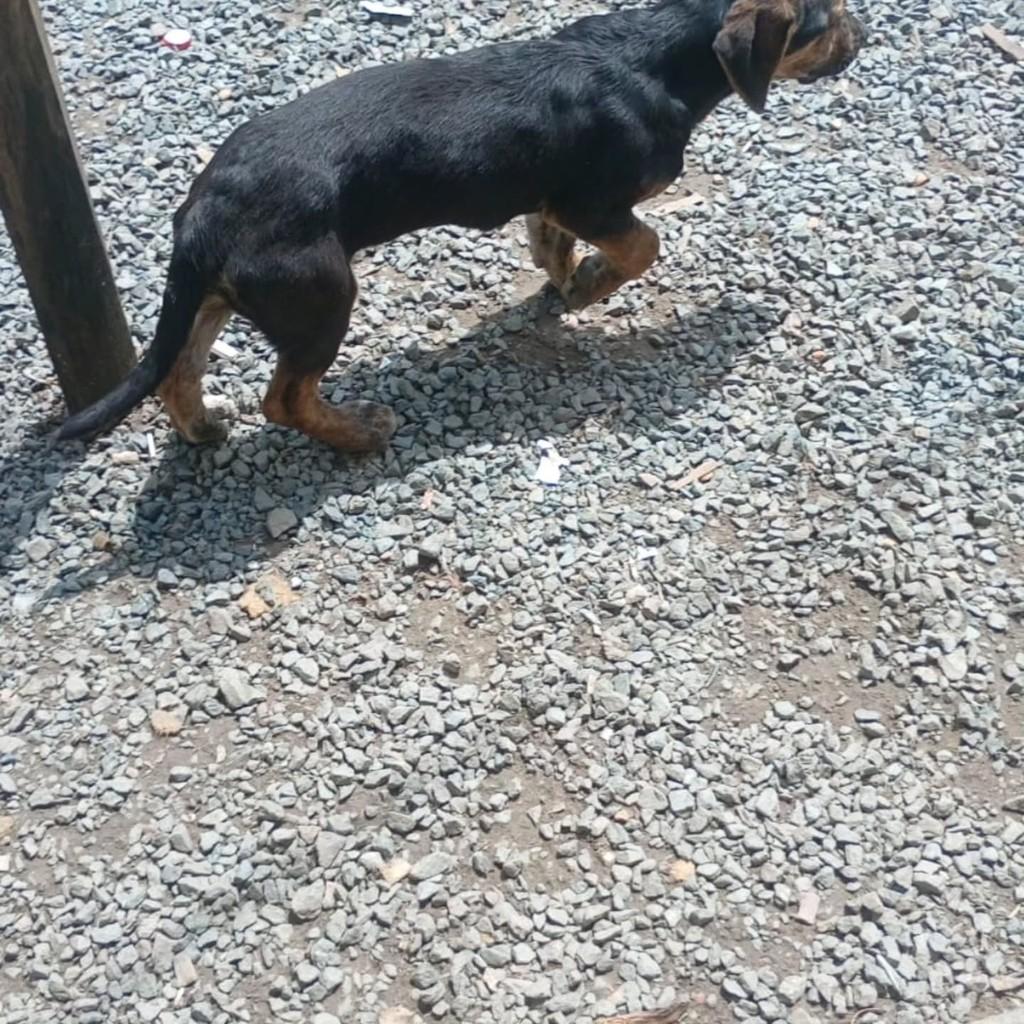 Pingo, cachorro de porte pequeno para adoção em Itajaí - SC — foto 4 de 4