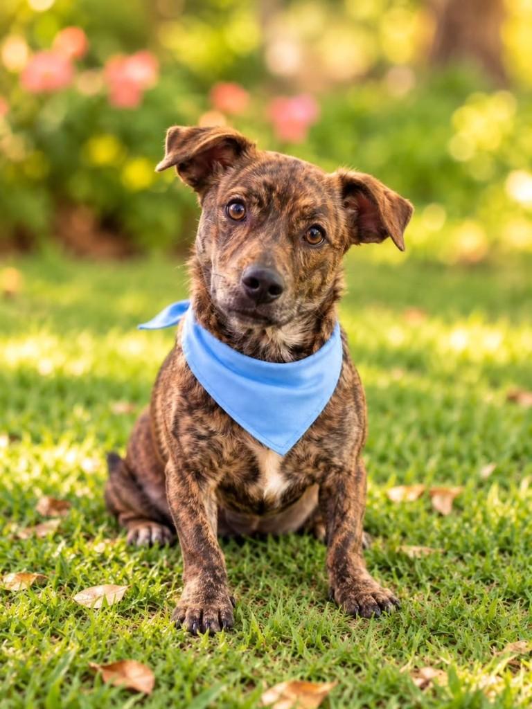 Nick, cachorro de porte pequeno para adoção em Itajaí - SC — foto 5 de 5
