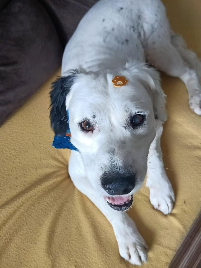 Stella, cadela de porte médio para adoção em Itajaí - SC — foto 5 de 5