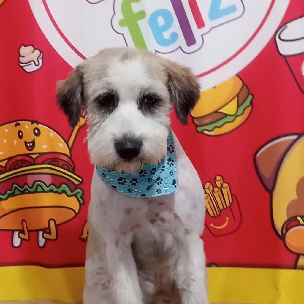 Pepeu, cachorro de porte pequeno para adoção em Itajaí - SC — foto 5 de 5