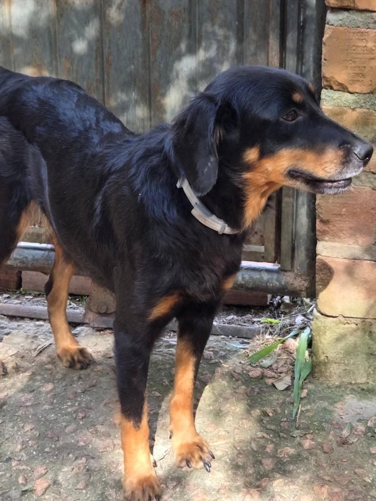 Luna, cachorro de porte médio para adoção em Porto Alegre - RS