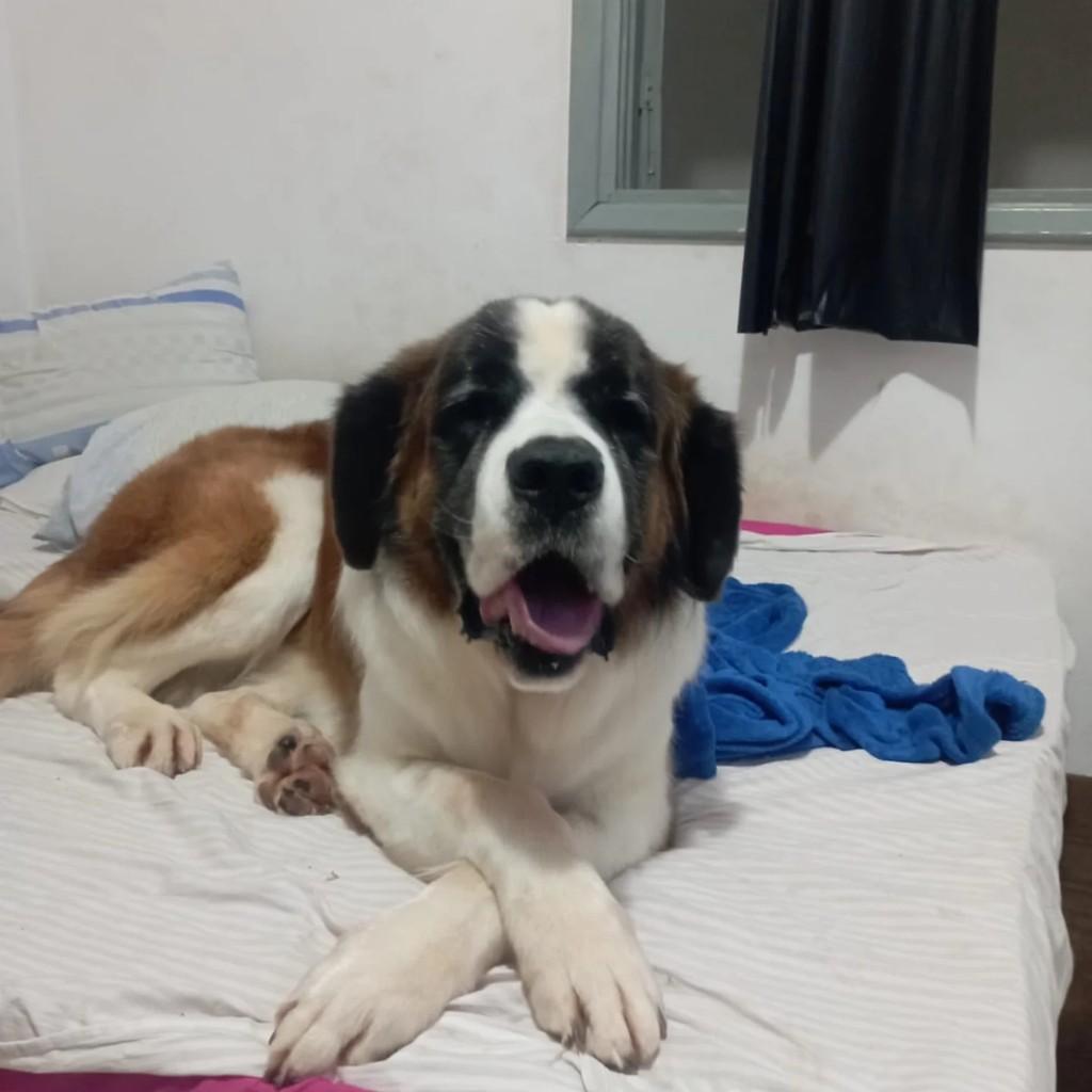 Linda menina da raça São Bernardo, cadela de porte grande para adoção em Santo Antônio de Posse - SP