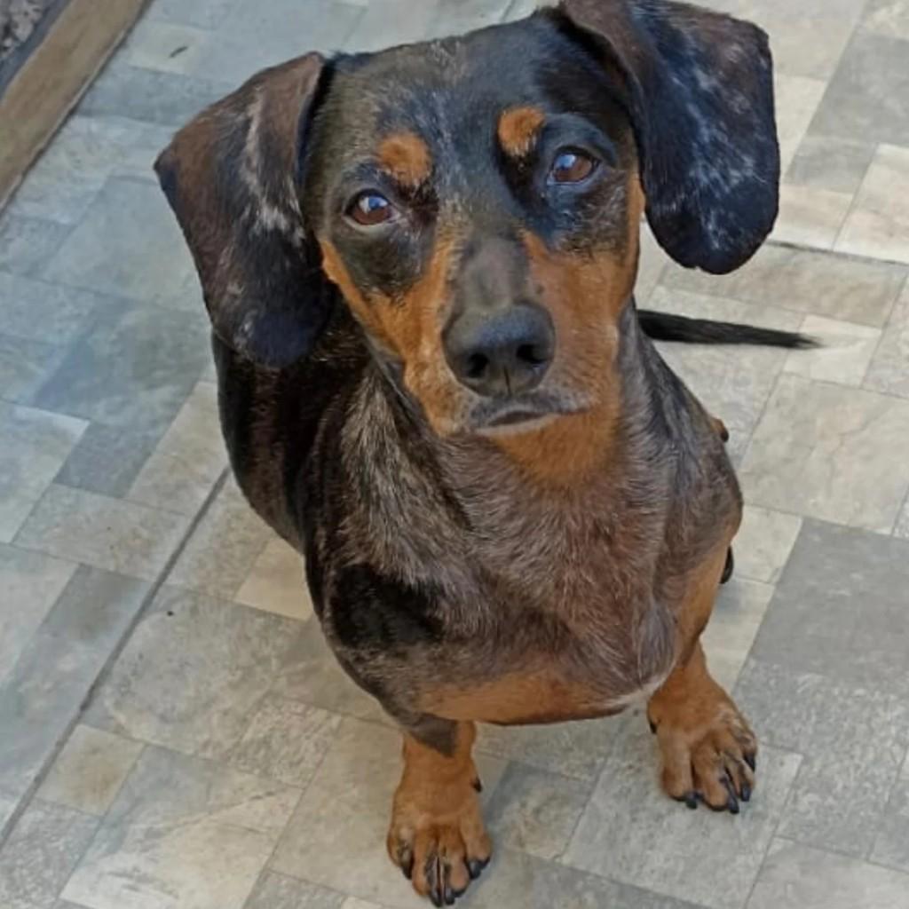 Maylon, cachorro de porte pequeno para adoção em Santo Antônio de Posse - SP