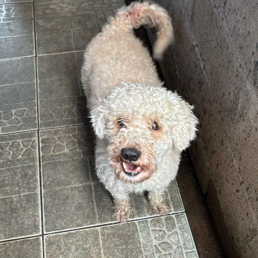 Tabata, cachorro de porte pequeno para adoção em Santo Antônio de Posse - SP