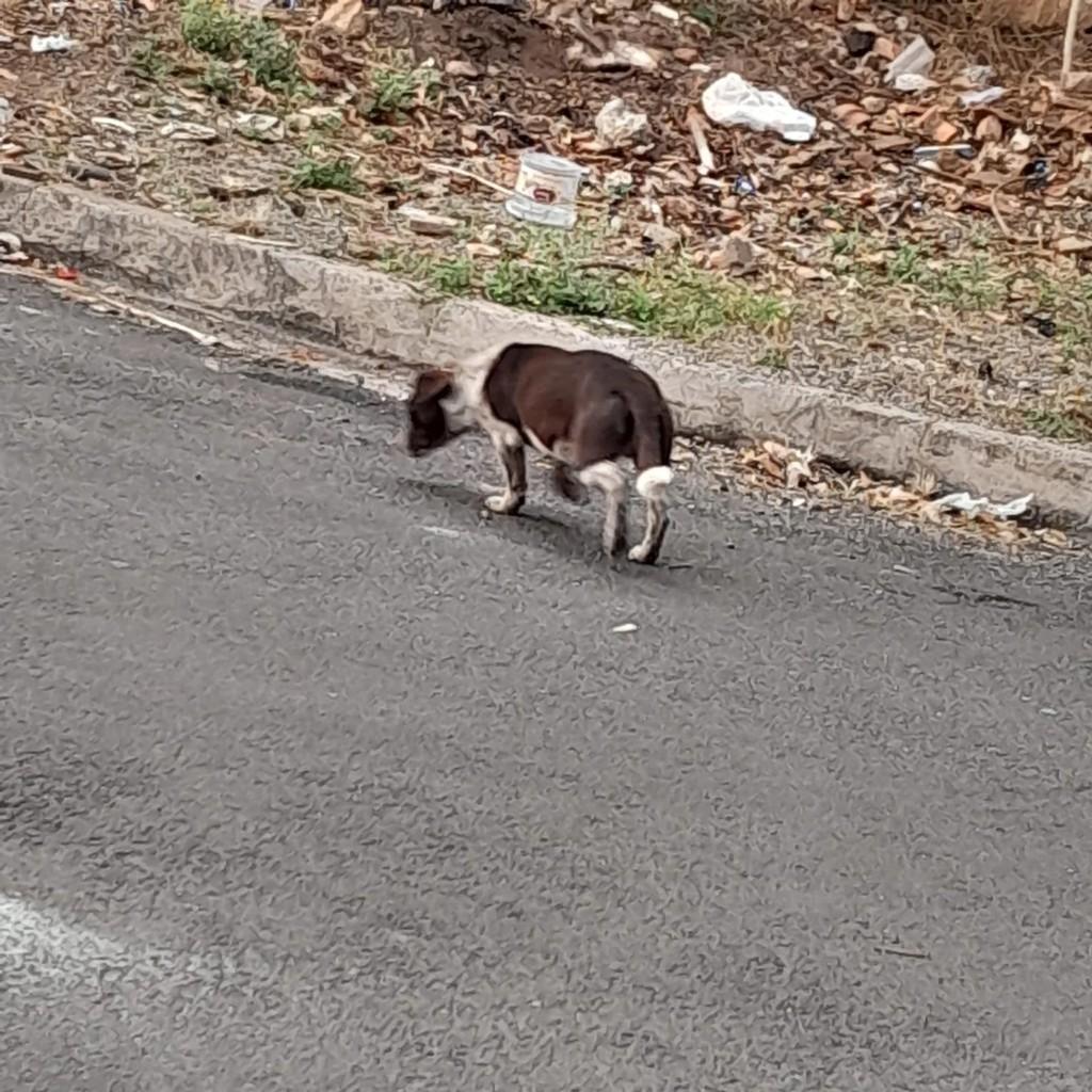 Filhotão, cachorro de porte pequeno para adoção em Santo Antônio de Posse - SP