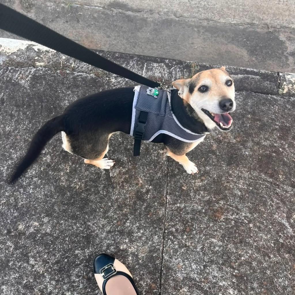 Mel, cadela de porte pequeno para adoção em Santo Antônio de Posse - SP