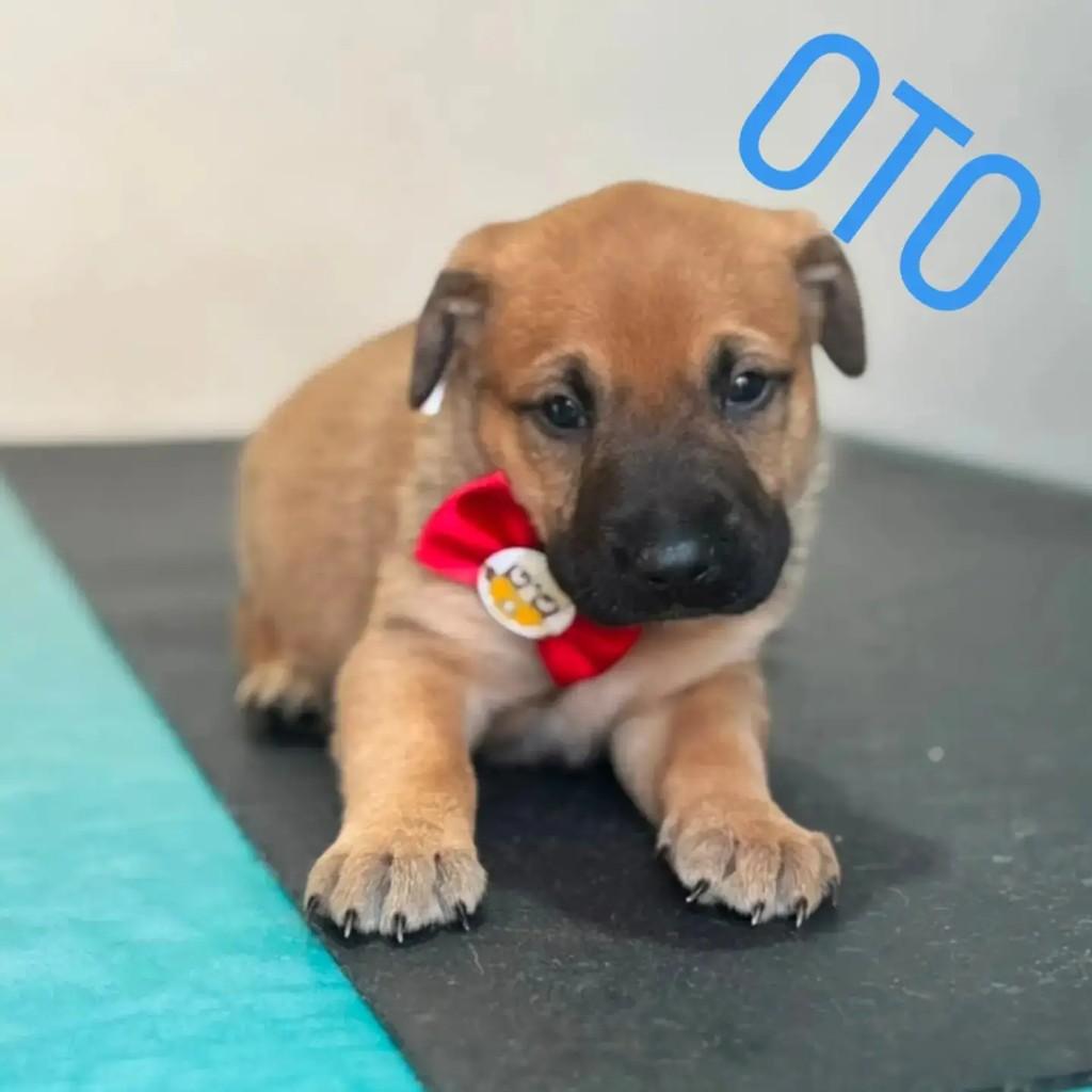 Otto, cachorro de porte médio para adoção em Santo Antônio de Posse - SP